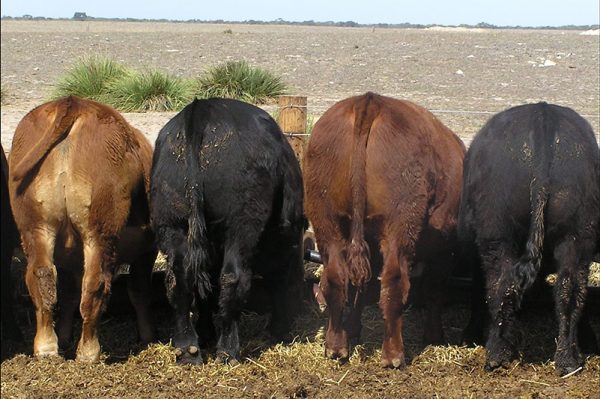 SimAngus | Simmental Australia