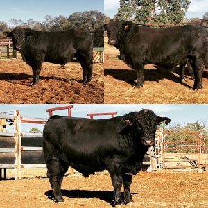 https://www.facebook.com/blacksimmental/