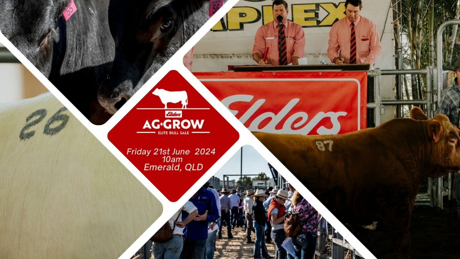Elders AgGrow Elite Bull Sale Simmental Australia